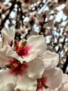 Nederlanders in Spanje