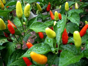 wandelcoaching Spanje